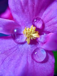 Close-up of pink rose flower