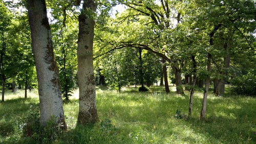 Trees in park