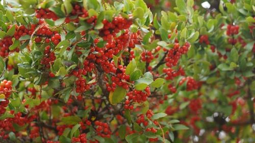 Close-up of red berries on tree