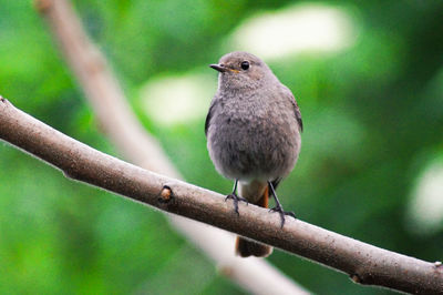 Low angle view of young robin perching on branch