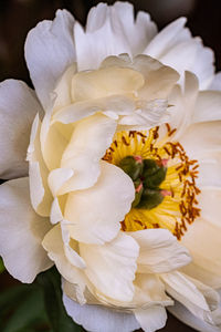 Close-up of white rose flower bouquet