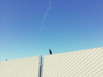 Birds flying against clear blue sky