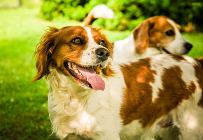 Brittany spaniel dog outside.