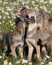 High angle view of wolves on grassy field