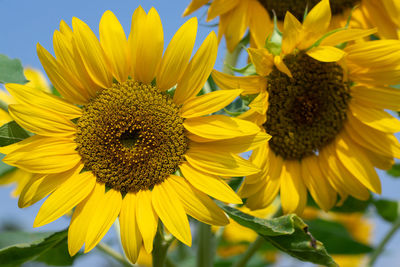 Close-up of sunflower