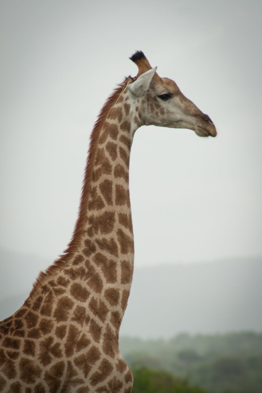 SIDE VIEW OF GIRAFFE