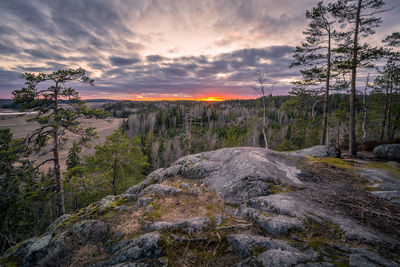 Scenic view of forest against sky during sunset