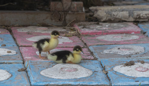 View of two cats on cobblestone