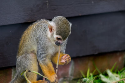 Close-up of squirrel