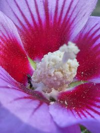 Close-up of purple flower blooming outdoors