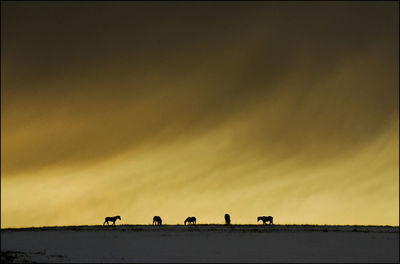 Silhouette birds on field against sky during sunset