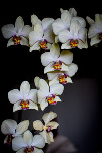 Close-up of white flowers against black background