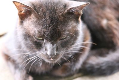 Close-up portrait of cat