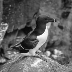 Close-up of bird perching on rock