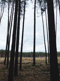 Trees growing on field in forest against sky