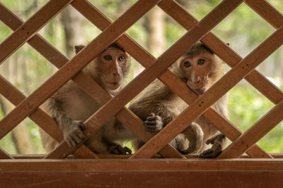 Long-tailed macaques sit behind wooden trellis window