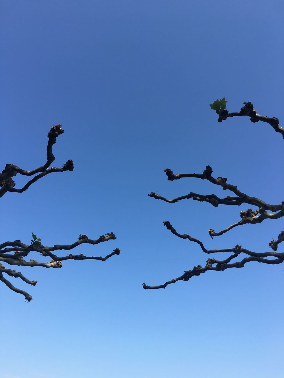 LOW ANGLE VIEW OF TREE AGAINST CLEAR BLUE SKY