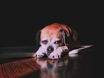 Portrait of puppy relaxing hardwood floor