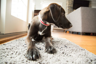 Close-up of dog sitting at home