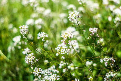 Close-up of flowering plant