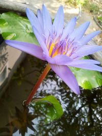 Close-up of purple flowers