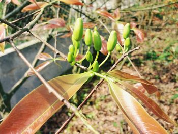 Close-up of plant