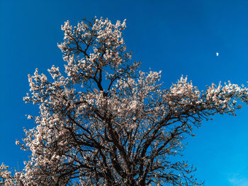 Low angle view of cherry blossom tree against blue sky