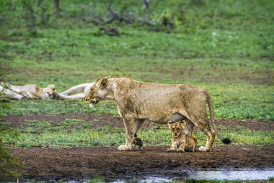 Lioness standing with cub on land