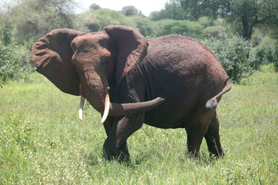 View of elephant on field