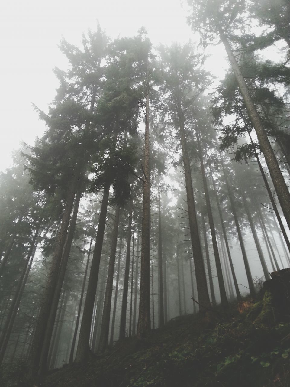 tree, low angle view, growth, tree trunk, forest, tranquility, woodland, nature, tall - high, tranquil scene, beauty in nature, branch, sky, scenics, day, outdoors, clear sky, non-urban scene, sunlight, no people