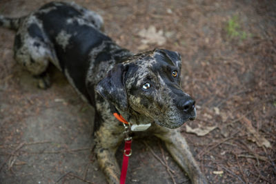 High angle view of dog looking away