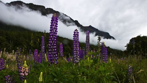 Close-up of purple flowers blooming in field