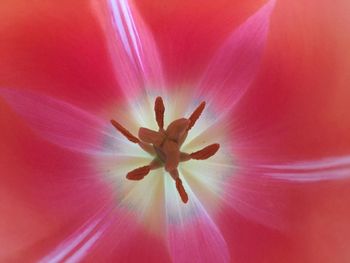 Full frame shot of red flower