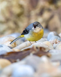 Close-up of bird perching on rock