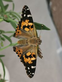 Butterfly on flower