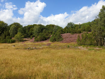 Scenic view of trees on field against sky