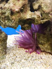 Close-up of coral in sea
