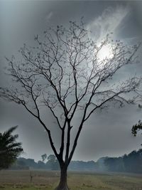 Bare tree on field against sky