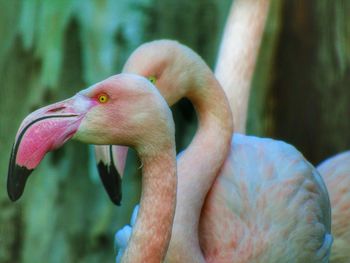 Close-up of swan