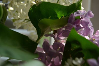 Close-up of flowers