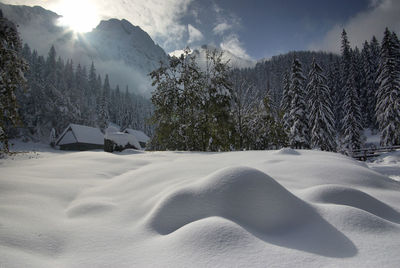 Low angle view of houses and pine trees on snow covered landscape