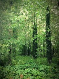 Trees growing in forest