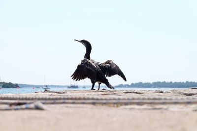 Bird flying over the beach