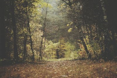 Trees growing in forest during autumn