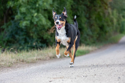 Portrait of dog running on road