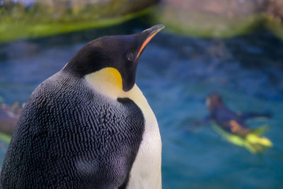 Close-up of penguin