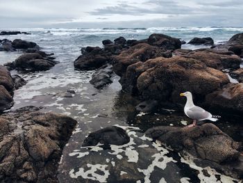 Swans on rocks at shore against sky