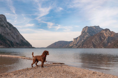 Dog standing on lakeshore against sky