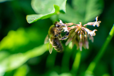 Close-up of bee pollinating flower