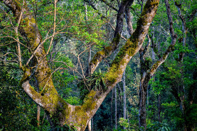 Scenic view of forest